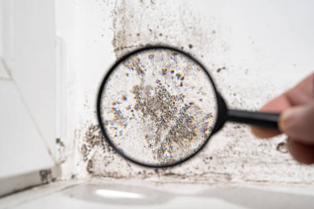 Reliable Oakdale, CA Mold Prevention & Removal  Solutions